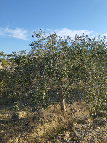 Terreno con oliveto