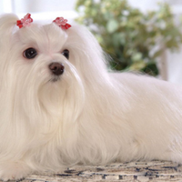 Cucciola maltese