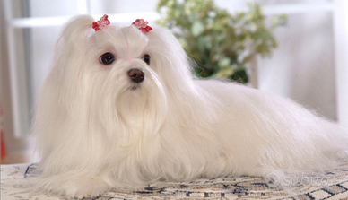 Cucciola maltese