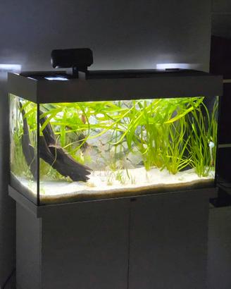 Acquario Juwel RIO 125 con mobile - Ottime 