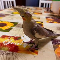 Ultimo pullo di calopsite