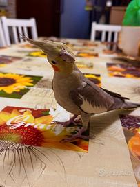 Ultimo pullo di calopsite