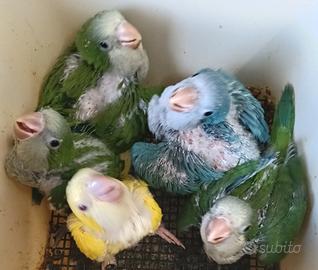 Parrocchetti Monaco allevati a mano