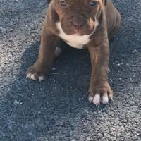 Cucciolo di Pitbull