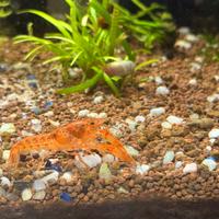 Cambarellus Orange