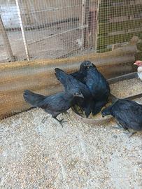 Ayam cemani