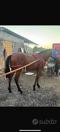 Cavallo