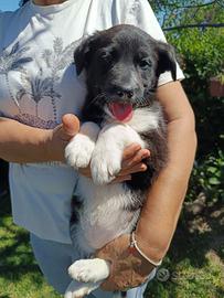 Papaya 3 mesi taglia media