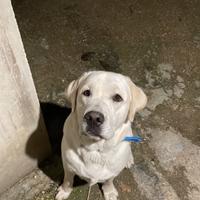 Labrador per monta