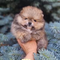 Spitz di Pomerania nano