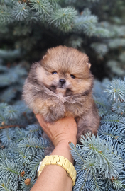 Spitz di Pomerania nano