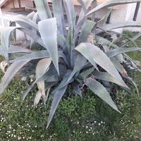 Agave americana,  aloe vera, palme