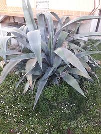 Agave americana,  aloe vera, palme
