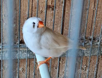 Diamante mandarino ciuffato e non