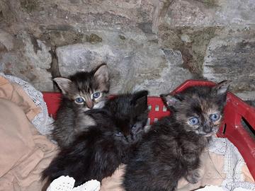 Gattini
