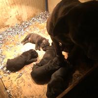 Cuccioli cane corso