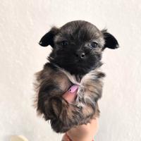 Chihuahua