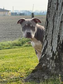 American Bully cucciola