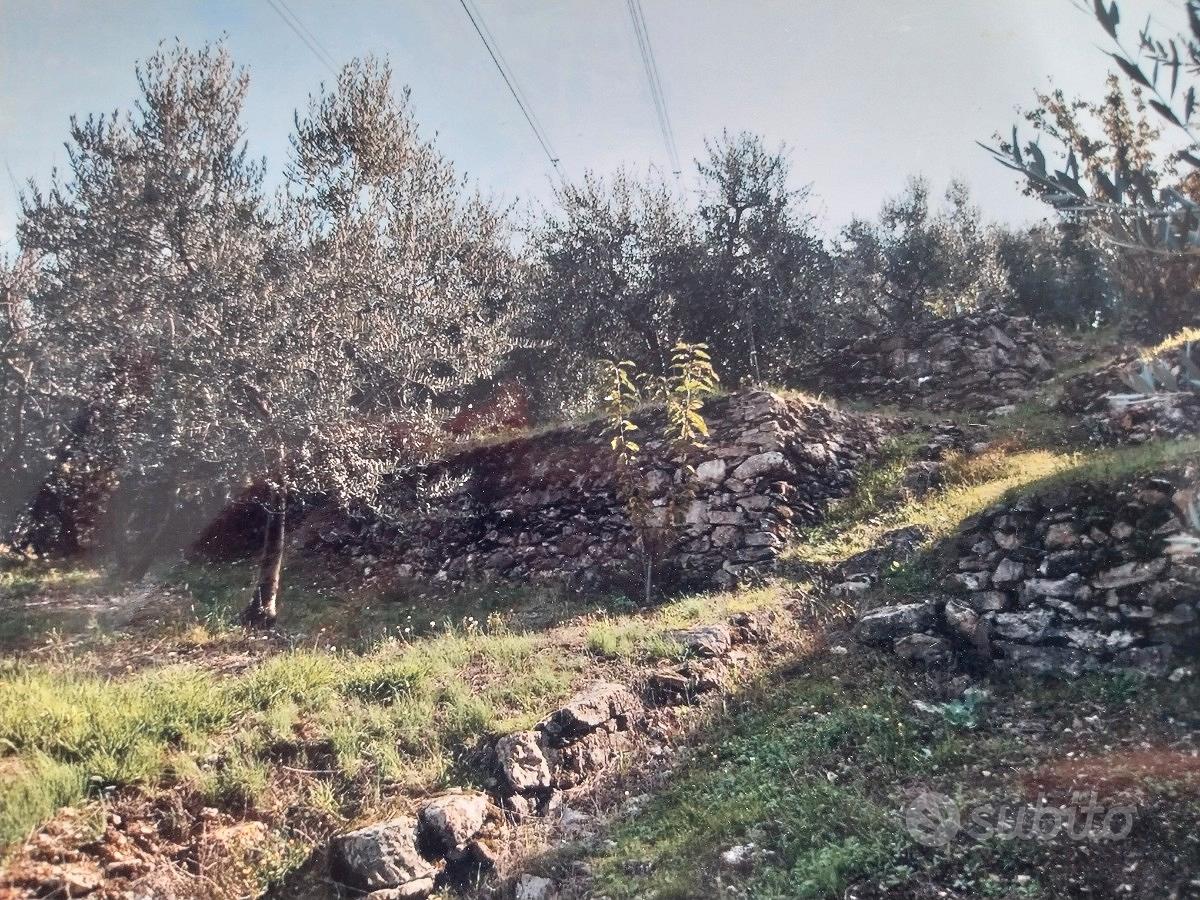 Oliveto - Vista 2