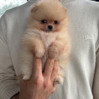 Cuccioli Spitz Tedesco Nano