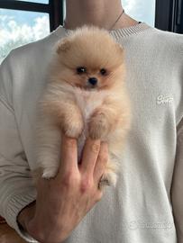 Cuccioli Spitz Tedesco Nano