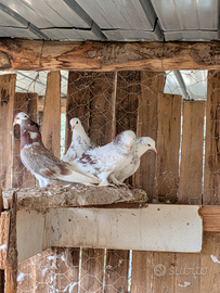 Piccioni ornamentali