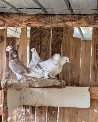 Piccioni ornamentali