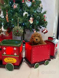 Barboncini varie taglie maschi e femmine