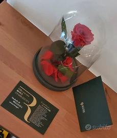 Rosa rossa stabilizzata Aluisi, con lucine a led