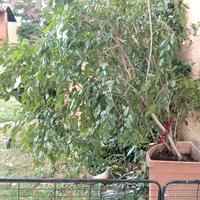 Ficus pianta da appartamento