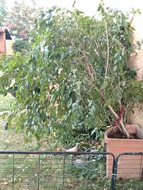 Ficus pianta da appartamento