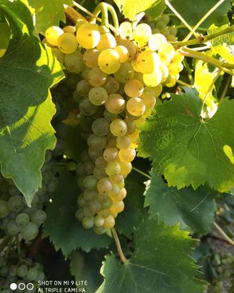 UVA PALLAGRELLO E CASAVECCHIA