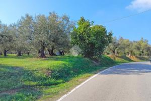 TER. AGRICOLO A MOSCUFO