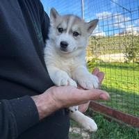 Siberian Husky con pedigree ENCI