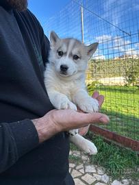 Siberian Husky con pedigree ENCI