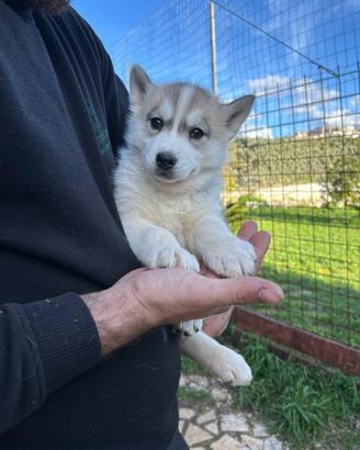Siberian Husky con pedigree ENCI