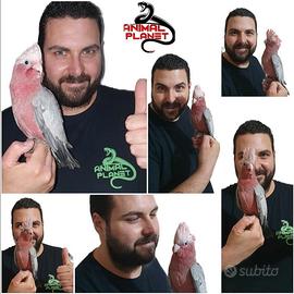 Galah