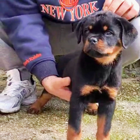 Rottweiler cuccioli