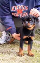 Rottweiler cuccioli