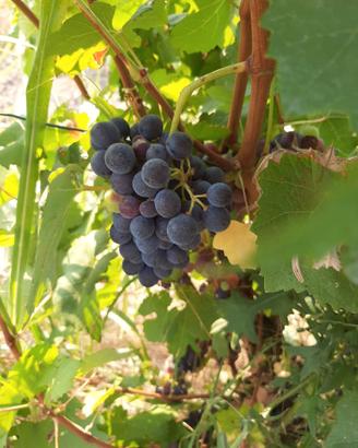 Uva barbera