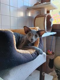 Gatto orientale maschio