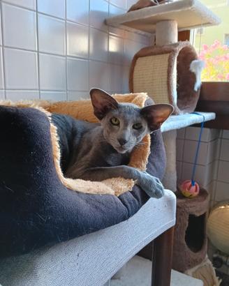 Gatto orientale maschio
