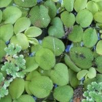 Salvinia
