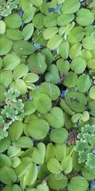 Salvinia