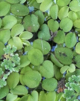 Salvinia