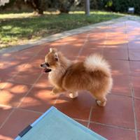 Gli spitz di Francesca Romana