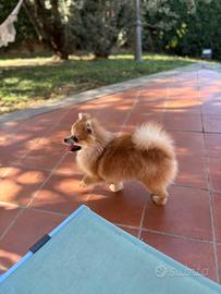 Gli spitz di Francesca Romana