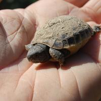 Tartarughe di terra Hermanni e Graeca con Cites