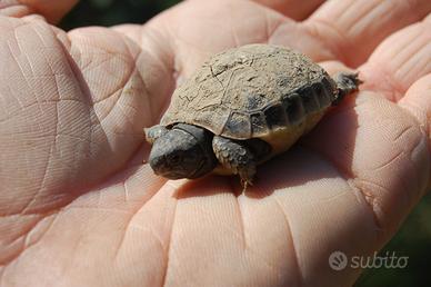 Tartarughe di terra Hermanni e Graeca con Cites