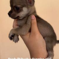 Chihuahua taglia piccola
